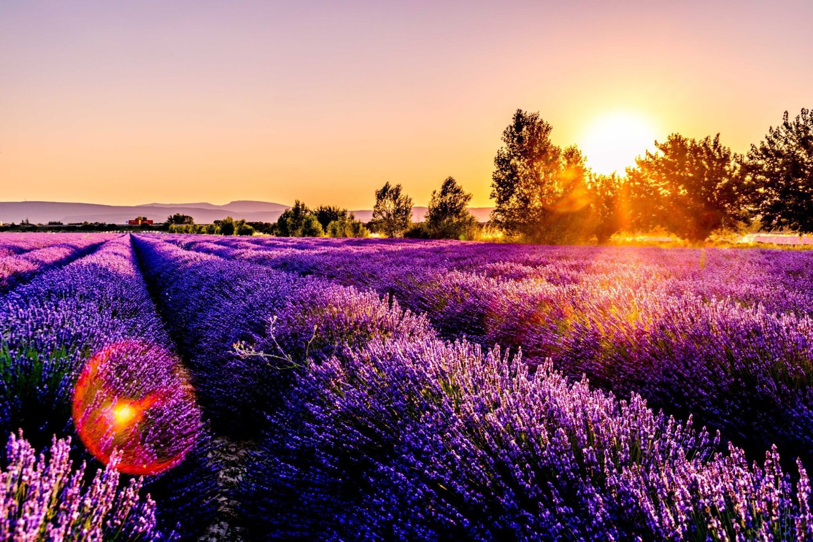 Services - Lavande - Mas Paloma - Gîtes et chambres d'hôtes en Provence