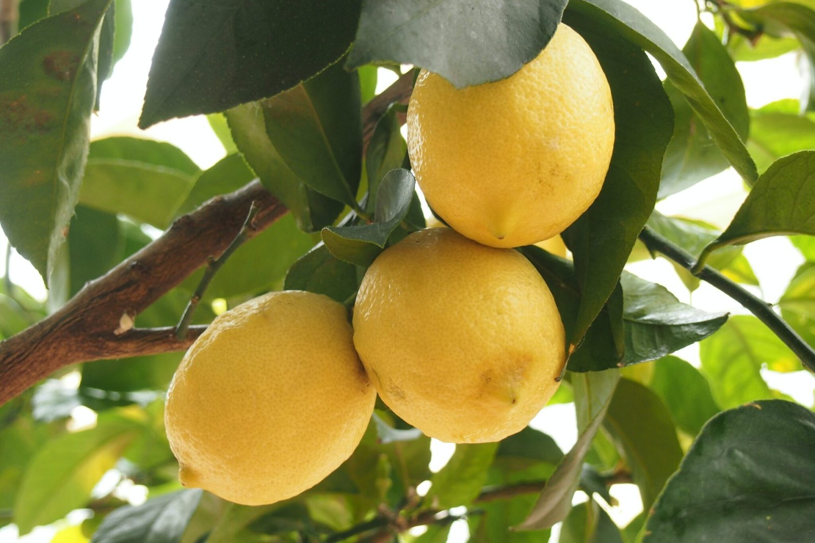 Services - Citron - Mas Paloma - Gîtes et chambres d'hôtes en Provence